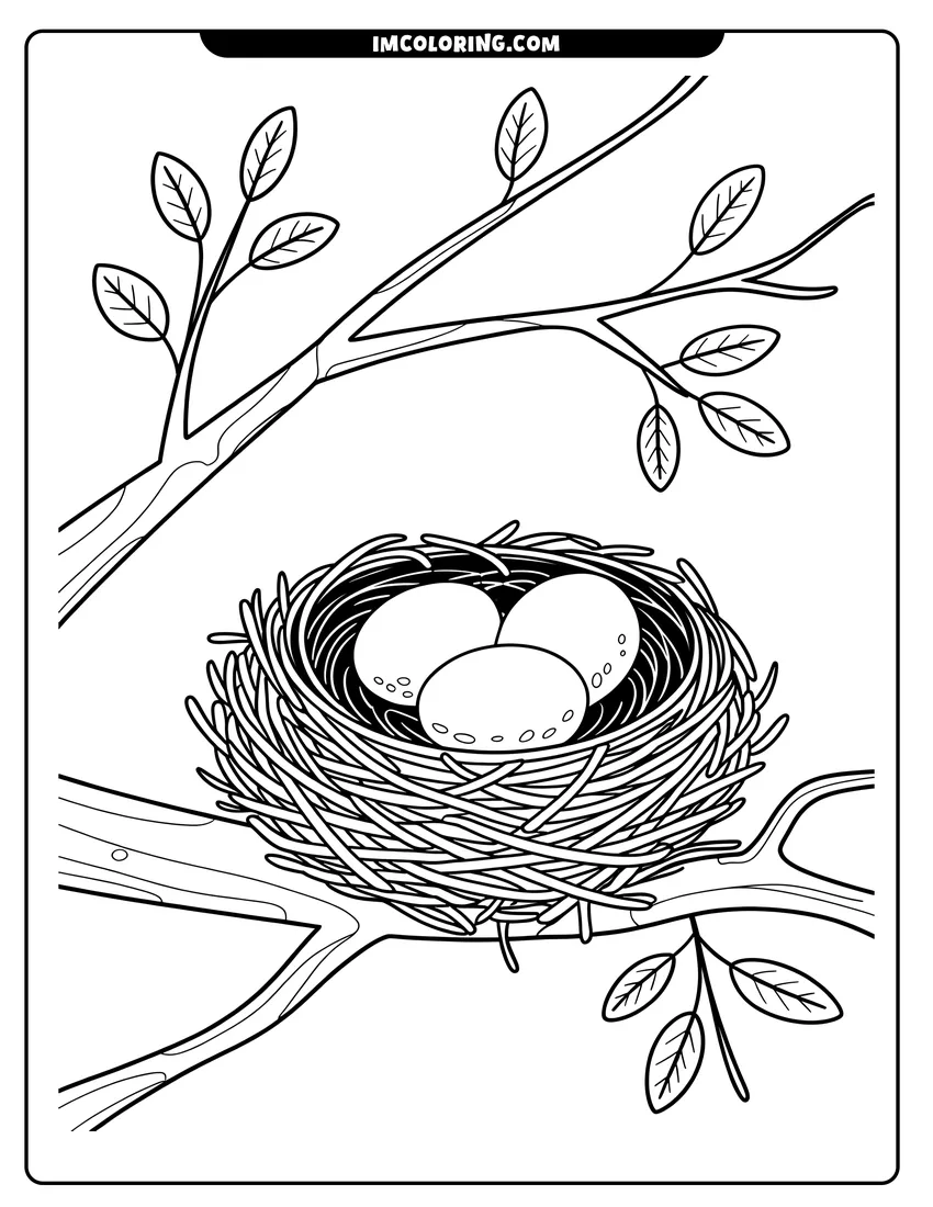 Simple sketch of A detailed bird nest holding three eggs tucked between tree branches with leaves to color