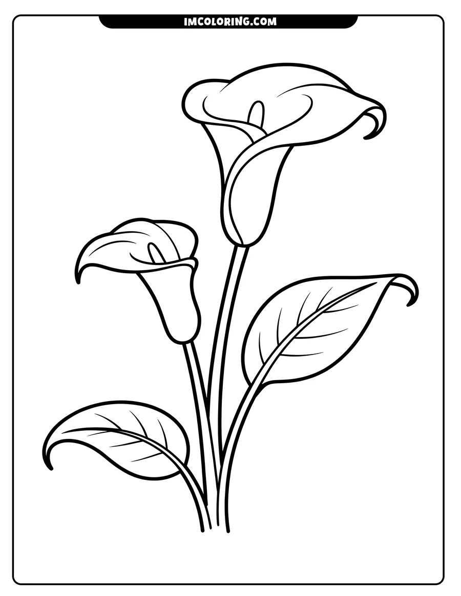 Line art of a calla lily with two blossoms and large leaves.