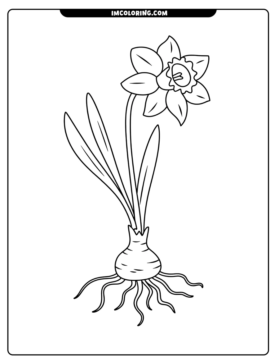 Line art of a daffodil with its bulb, roots, and leaves.