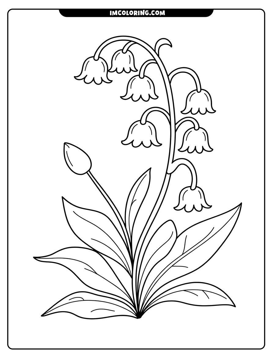 Line drawing of a lily of the valley plant with multiple bell-shaped flowers, leaves, and a closed bud.