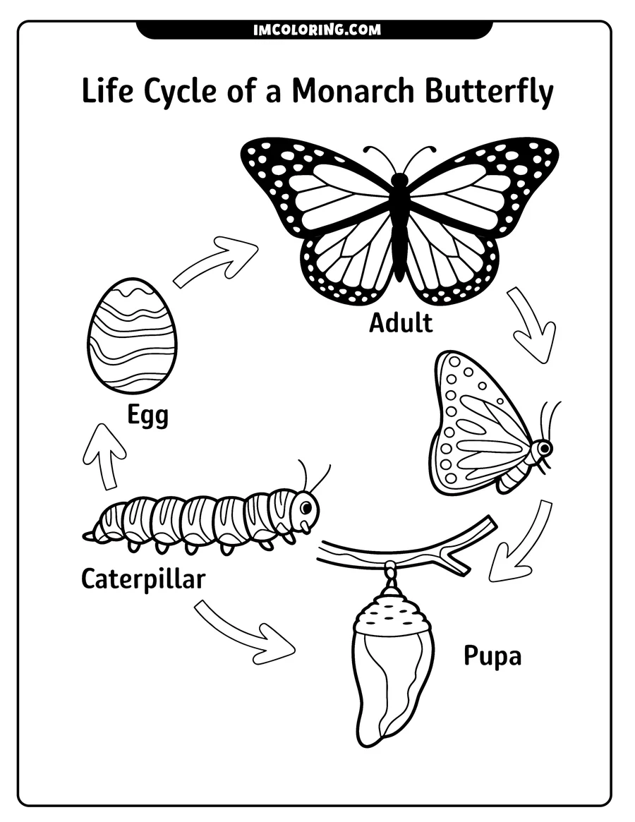 Line art illustration of the monarch butterfly life cycle, from egg to caterpillar to pupa and finally the adult butterfly.